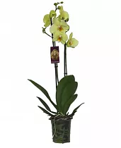 Фаленопсис Detroit 2 цветоноса - Phalaenopsis D12 H60