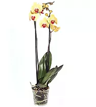 Фаленопсис Fuller Sunset 2 цветоноса - Phalaenopsis D12 H60
