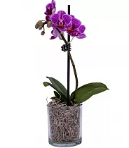 Фал. Анастасия - Anastasia