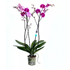 Фаленопсис Atlantis 2 цветоноса - Phalaenopsis D12 H50