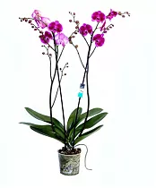 Фаленопсис Atlantis 2 цветоноса - Phalaenopsis D12 H50