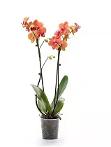 Фаленопсис Anthura ‘Trento 2 цветоноса - Phalaenopsis D12 H60