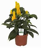 Пахистахис желтый- Pachystachys D12 H30