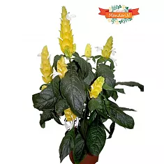 Пахистахис желтый - Pachystachys D14 H40