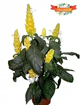 Пахистахис желтый - Pachystachys D14 H40