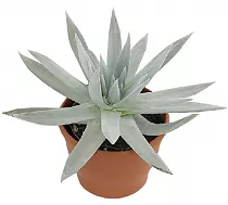 Дудлея - Dudleya D12 H25