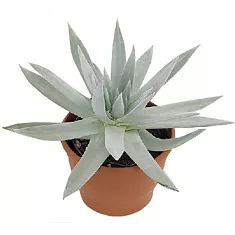 Дудлея - Dudleya D12 H25