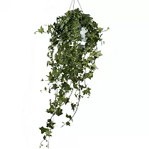 Хедера, плющ - Hedera  D17 H40 