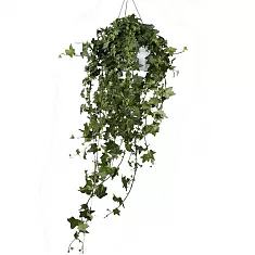 Хедера, плющ - Hedera  D17 H40 