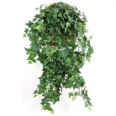 Хедера Хеликс Голден Колибри - Hedera helix Kolibri  D30 H100
