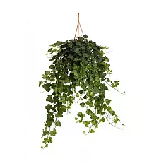 Хедера, плющ - Hedera D19 H50