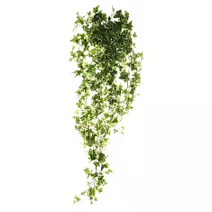 Хедера Хеликс Ева - Hedera Helix Eva D30 H110