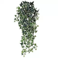 Хедера Хеликс Питсбург - Hedera Helix Pittsburg D25 H80