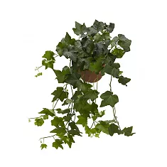 Хедера Бриджит - Hedera helix Brigitte D12 H25