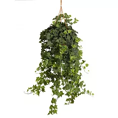 Хедера Бриджит - Hedera helix Brigitte D24 H50