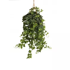 Хедера Хеликс Вондер - Hedera Helix Wonder H60 D25