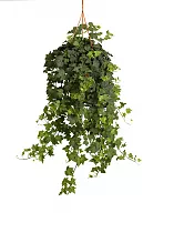 Хедера Хеликс Вондер - Hedera Helix Wonder H60 D25