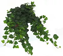 Хедера, плющ - Hedera  D15 H30