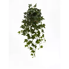Хедера Хеликс Грин - Hedera helix Green D25 H50