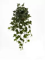Хедера Хеликс Грин - Hedera helix Green D25 H50