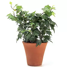 Хедера Хеликс Грин - Hedera helix Green D12 H25