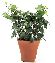 Хедера Хеликс Грин - Hedera helix Green D12 H25