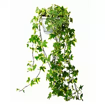 Хедера Хеликс Ева - Hedera Helix Eva D25 H70