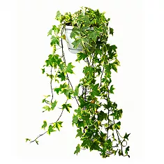 Хедера Хеликс Ева - Hedera Helix Eva D25 H70