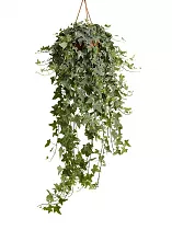 Хедера, плющ - Hedera  D21 H60 