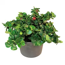 Карисса крупноцветковая — Carissa grandiflora (macrocarpa) D12 H20