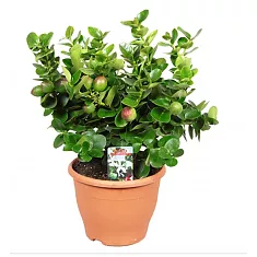 Карисса крупноцветковая — Carissa grandiflora (macrocarpa) D14 H30