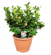 Карисса крупноцветковая — Carissa grandiflora (macrocarpa) D14 H30