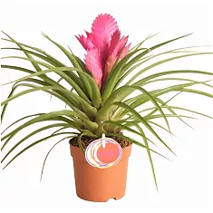 Тилландсия розовая - Tillandsia Josee D10 H35