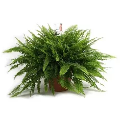 Нефролепис Грин Леди - Nehprolepis Green Lady D20 H50