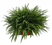 Нефролепис Бостон - Nephrolepis Bostoniensis D26 H80