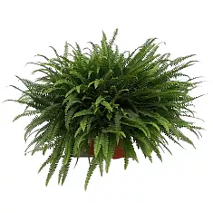 Нефролепис Бостон - Nephrolepis Bostoniensis D26 H80