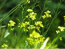 Горчица сарептская 10 кг