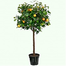 Мандариновое дерево - Citrus reticulata D24 H110