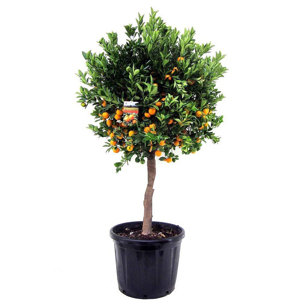 Мандариновое дерево - Citrus reticulata D24 H90