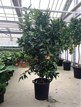 Мандариновое дерево - Citrus reticulata D35 H180