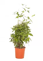 Драцена Годзеффа (Суркулоза) - Drac Surculosa Bush D27 H120