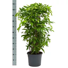 Драцена Годзеффа (Суркулоза) - Dracaena surculosa D24 H110