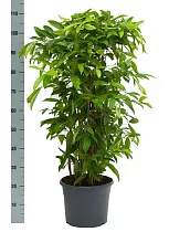 Драцена Годзеффа (Суркулоза) - Dracaena surculosa D24 H110