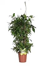 Драцена Годзеффа (Суркулоза) бранч - Drac Surculosa Branched (decorum) D21 H110