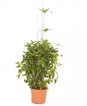 Драцена Годзеффа (Суркулоза) - Drac Surculosa Bush D30 H140