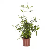 Драцена Годзеффа (Суркулоза) - Drac Surculosa Bush D24 H100