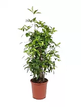 Драцена Годзеффа (Суркулоза) бранч - Drac Surculosa Branched (fachjan) D27 H120