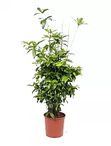 Драцена Годзеффа (Суркулоза) - Drac Surculosa Bushy (fachjan) D30 H130