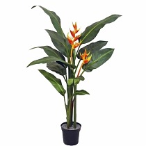 Геликония Олимпик Флейм красная - Heliconia Olympic Flame D19 H120