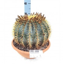 Ферокактус голубеющий - Ferocactus glaucescens D30 H30